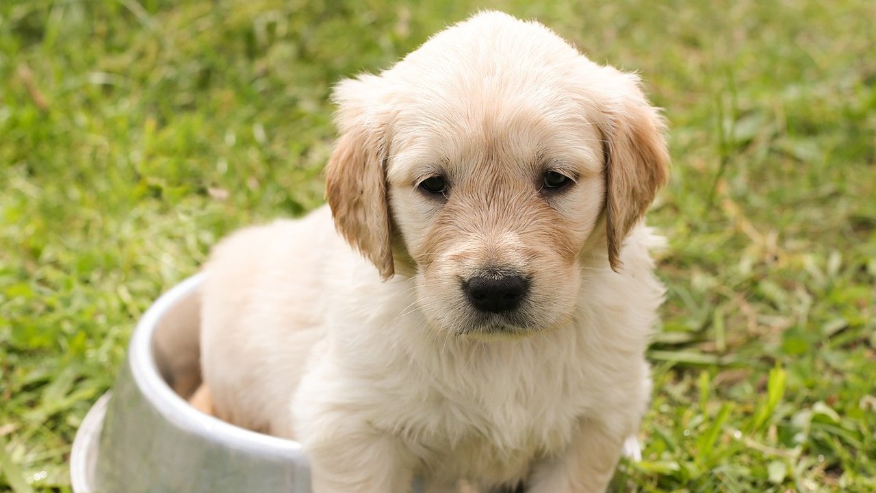 Ilustrasi Anjing Peliharaan. (Chiemsee2016/Pixabay)