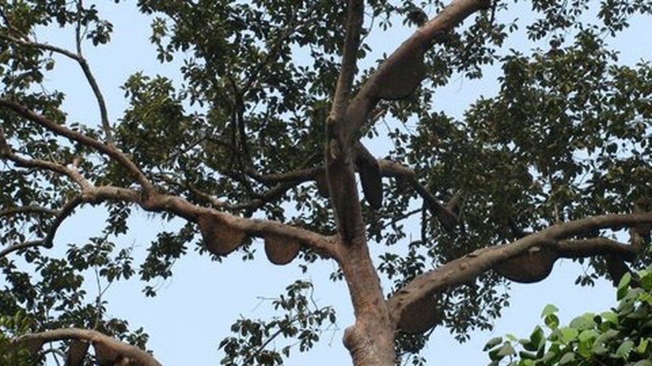 Pohon Sialang
