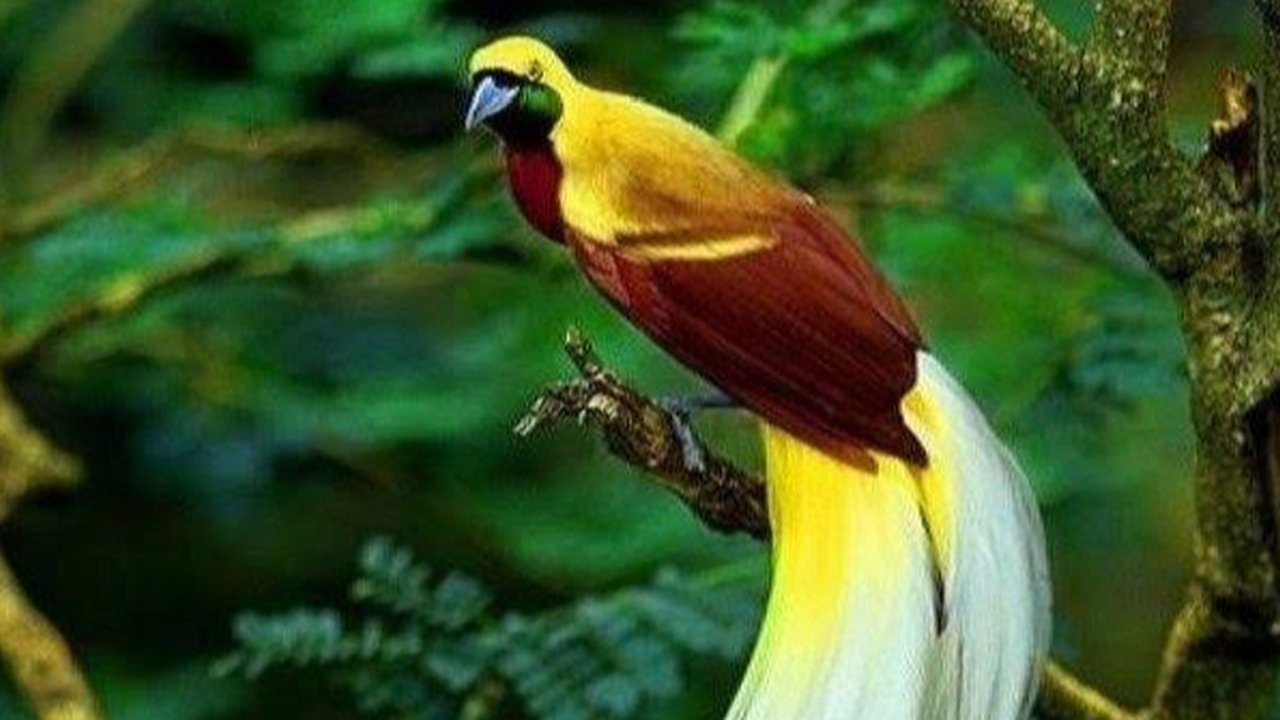 Ilustrasi Burung Cendrawasih (Istimewa)