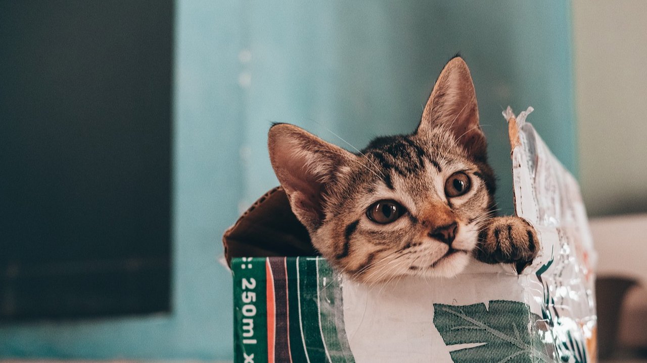 kucing