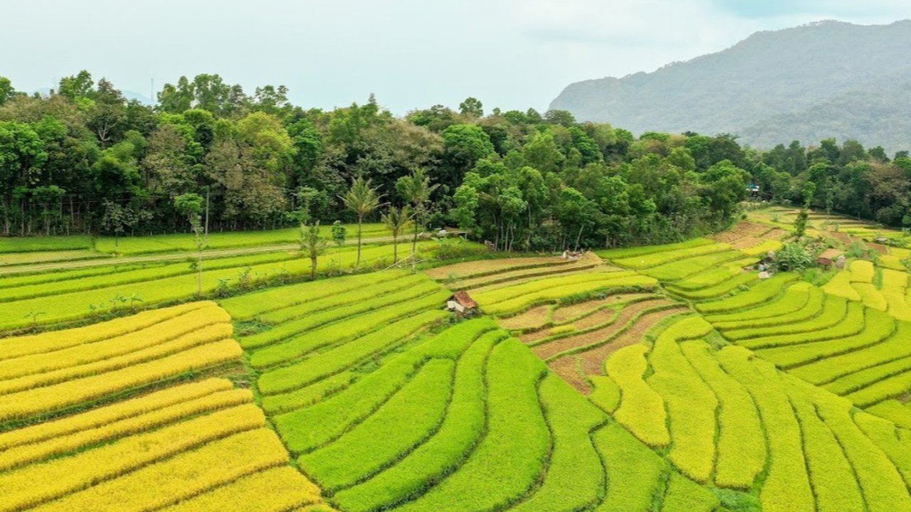 Ilustrasi sawah petani/Istimewa.