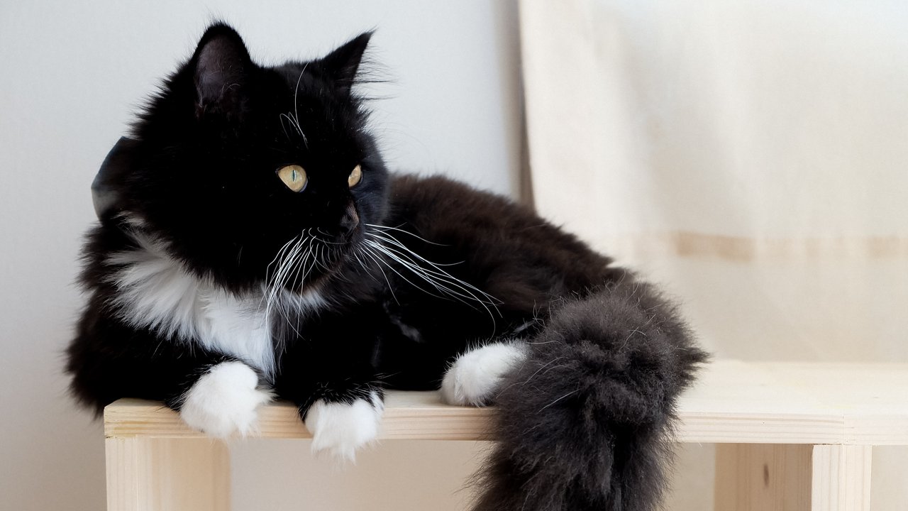 Fakta Kucing Hitam yang Menarik Diketahui, Bawa Keberuntungan