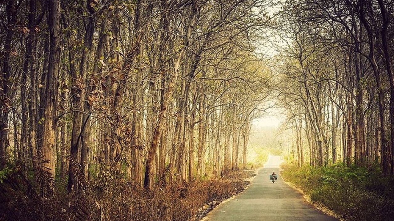 Hutan jati Bojonegoro
