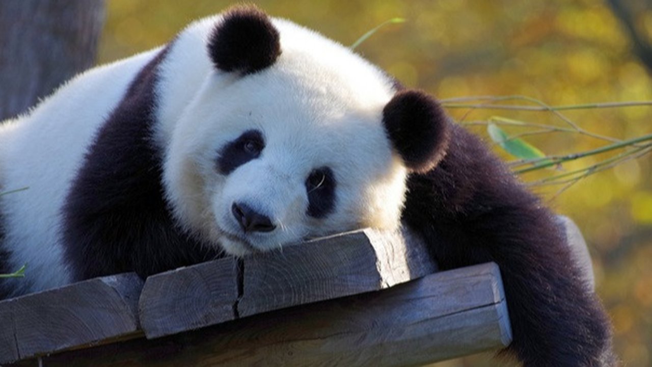 <p>Ilustrasi panda. (Dok. Pixabay/995645)</p>