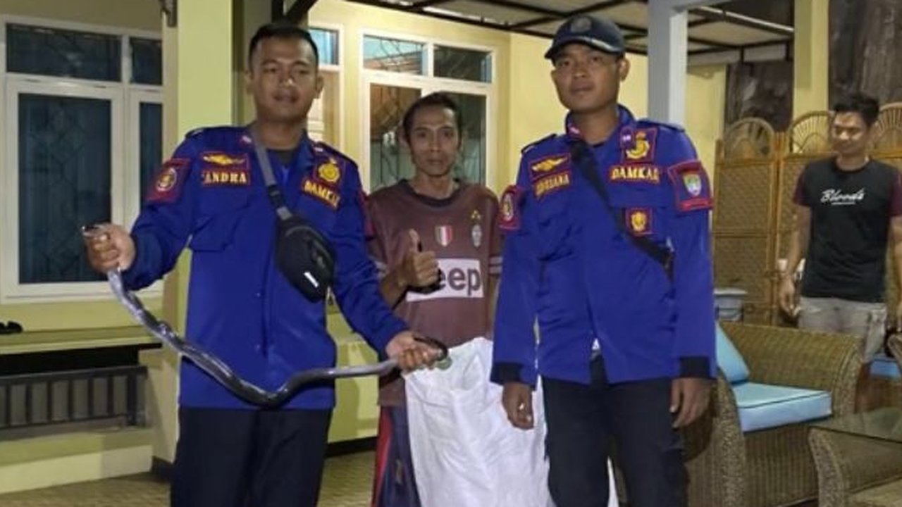 Viral Momen Damkar Bantu Evakuasi Ular Kobra di Rumah Warga, Dramatis