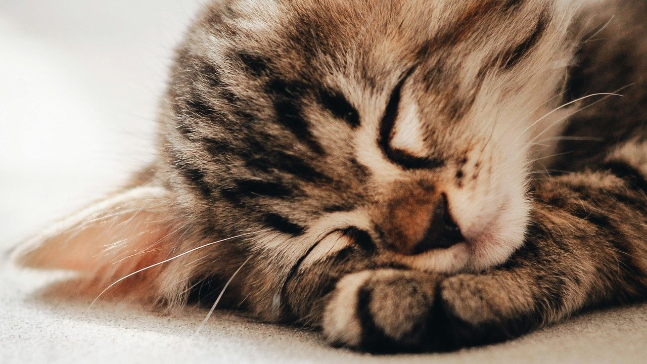 7 Bahaya Bulu Kucing bagi Pernapasan, Cat Lover Wajib Tahu