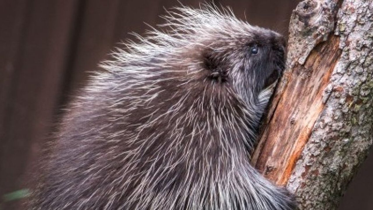 Dilansir dari az Animal, beberapa hewan memiliki sistem pencernaan yang efisien, dan kulit pohon merupakan sumber nutrisi, terutama saat musim dingin