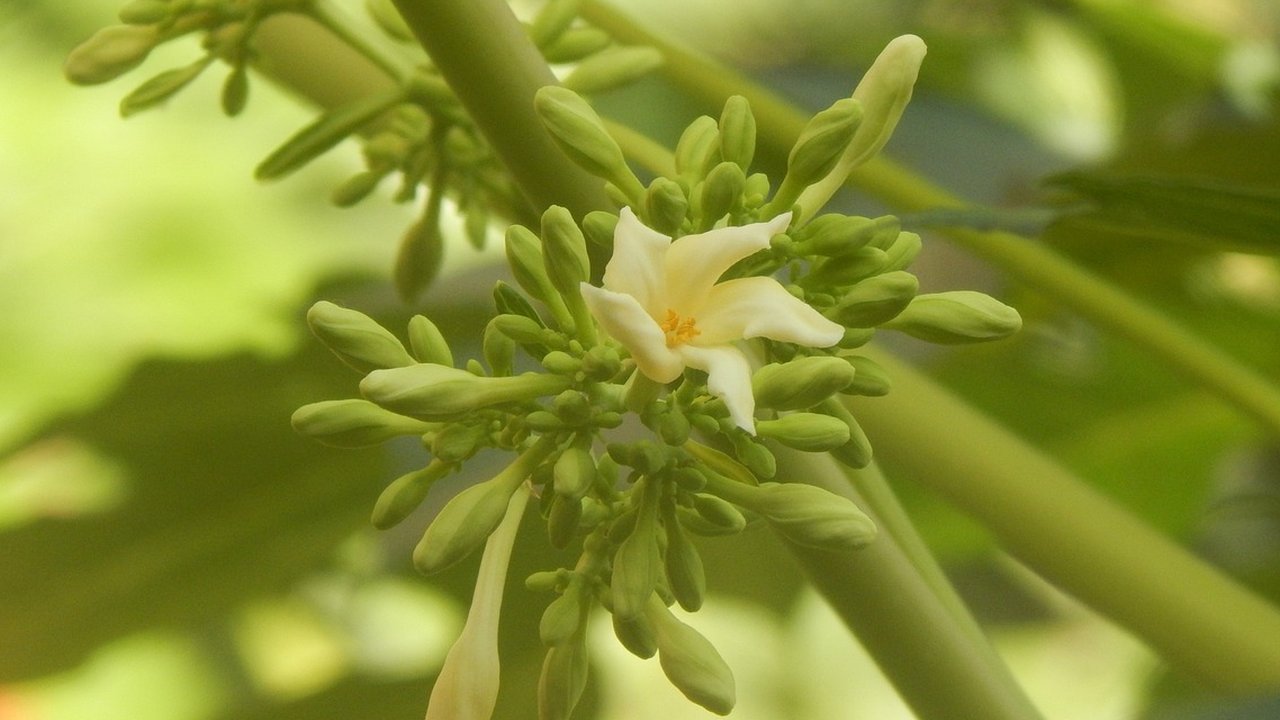 bunga pepaya