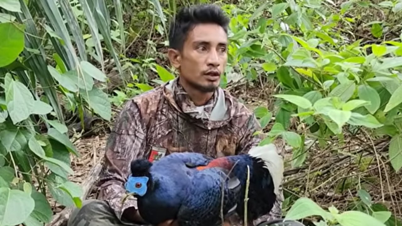 Penangkapan Burung Eksotis