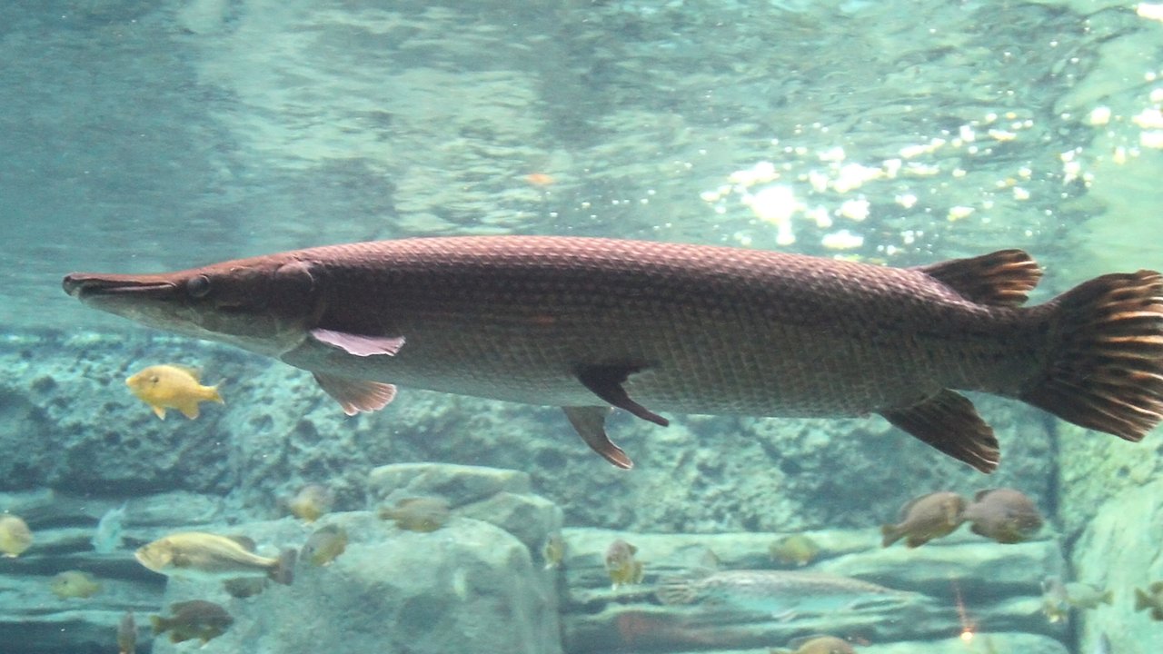 Mengenal Ikan Aligator yang Dilarang Dipelihara, Ini 8 ...