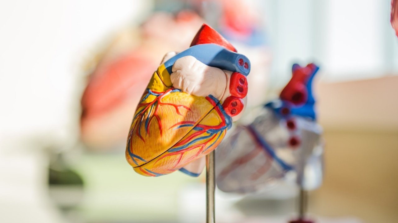 Ilustrasi jantung, sistem peredaran darah, organ tubuh. (Photo by jesse orrico on Unsplash)