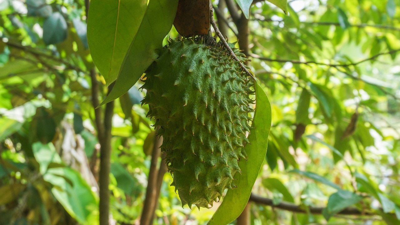 Ilustrasi mimpi, buah sirsak. (Image by Najib Zamri from Pixabay)