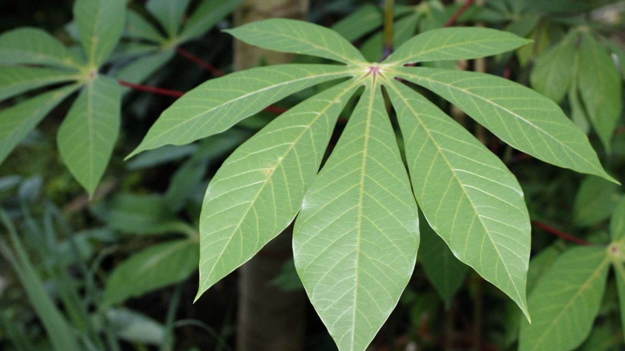 daun singkong