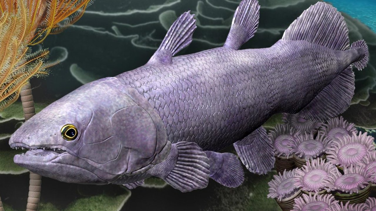 ikan coelacanth purba
