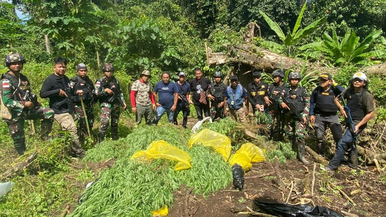 Satgas Yonif 122/TS Berhasil Amankan Lahan Ganja Seluas 600 Meter di Perbatasan RI-PNG