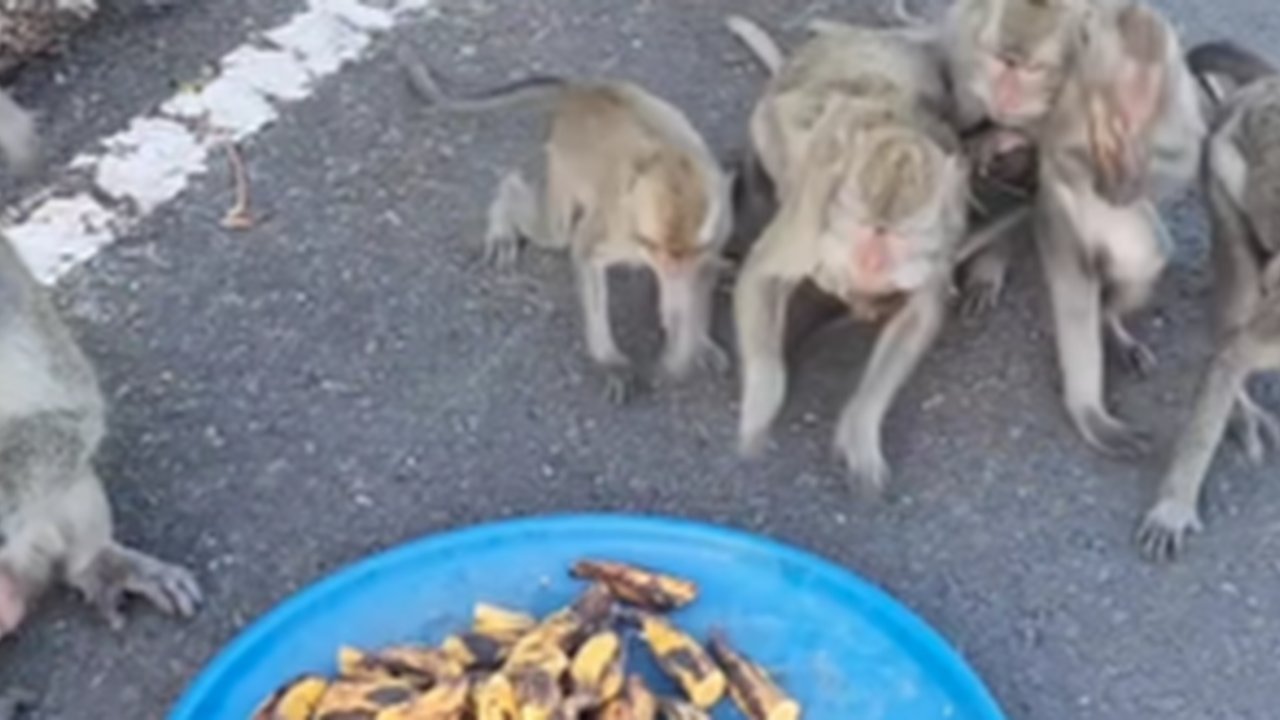 Monyet di Bali Kelaparan