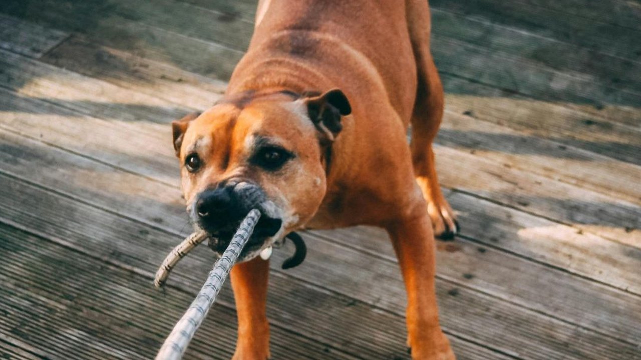 Doa saat bertemu anjing galak dan tips menghadapinya.