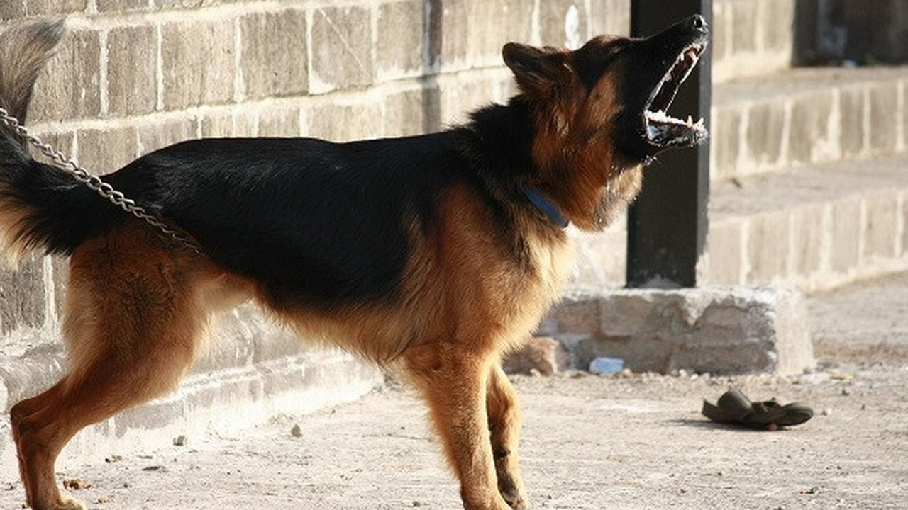 ilustrasi anjing polisi (Unsplash)