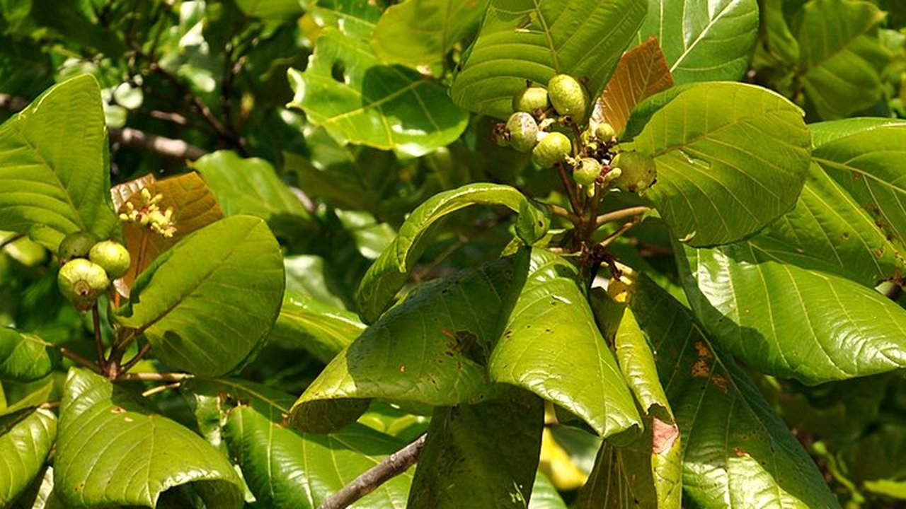 Ilustrasi pohon jati. (Gambar oleh Bishnu Sarangi dari Pixabay)