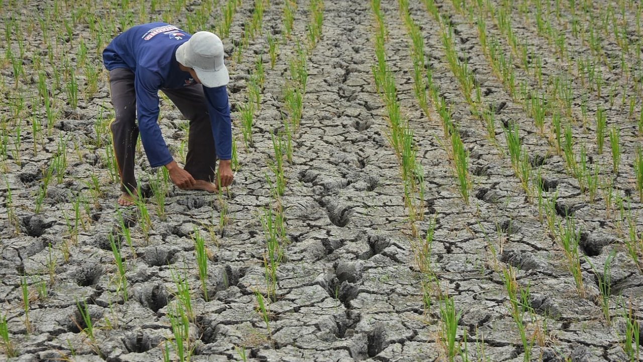 Sawah yang mengalami kekeringan di Kabupaten Bekasi.