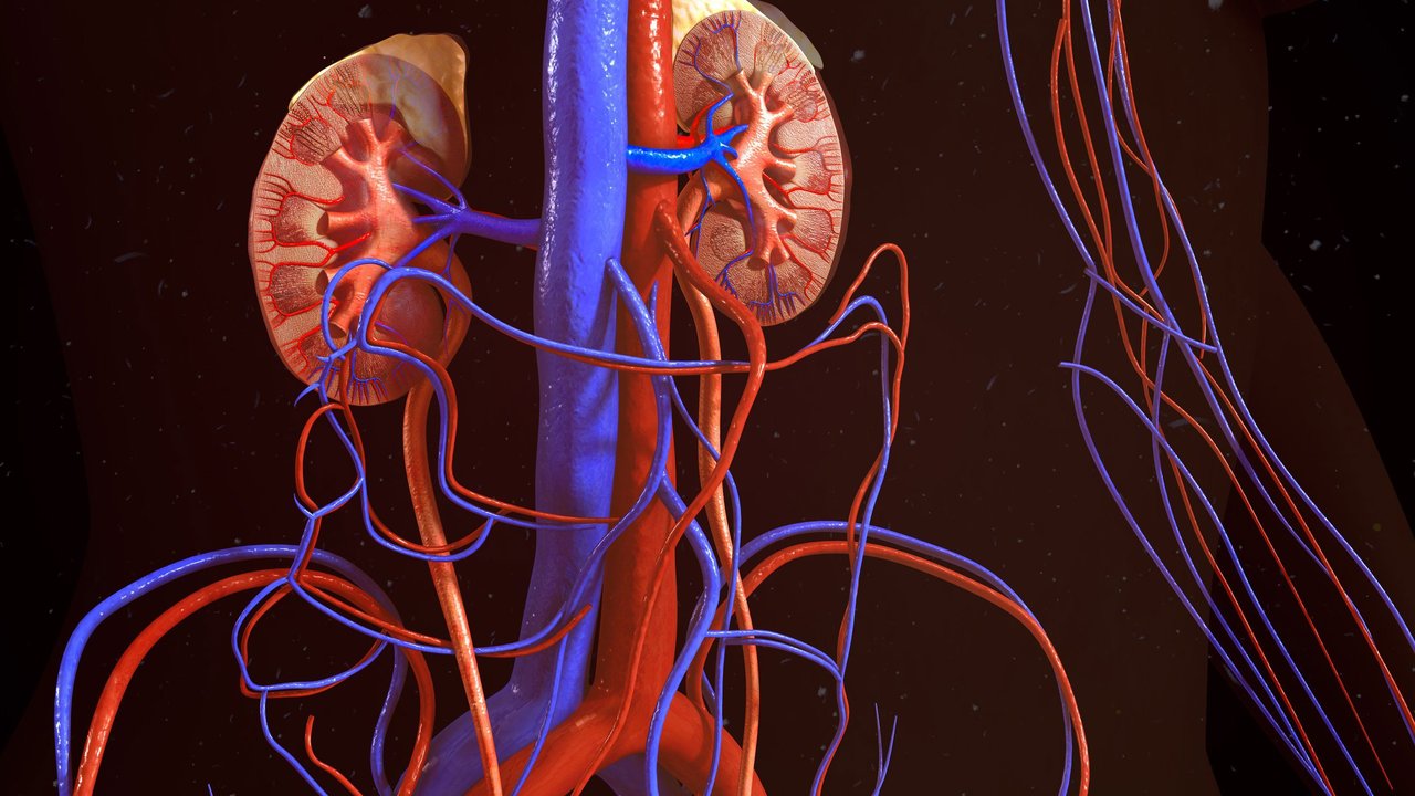 Ilustrasi Tubuh Manusia