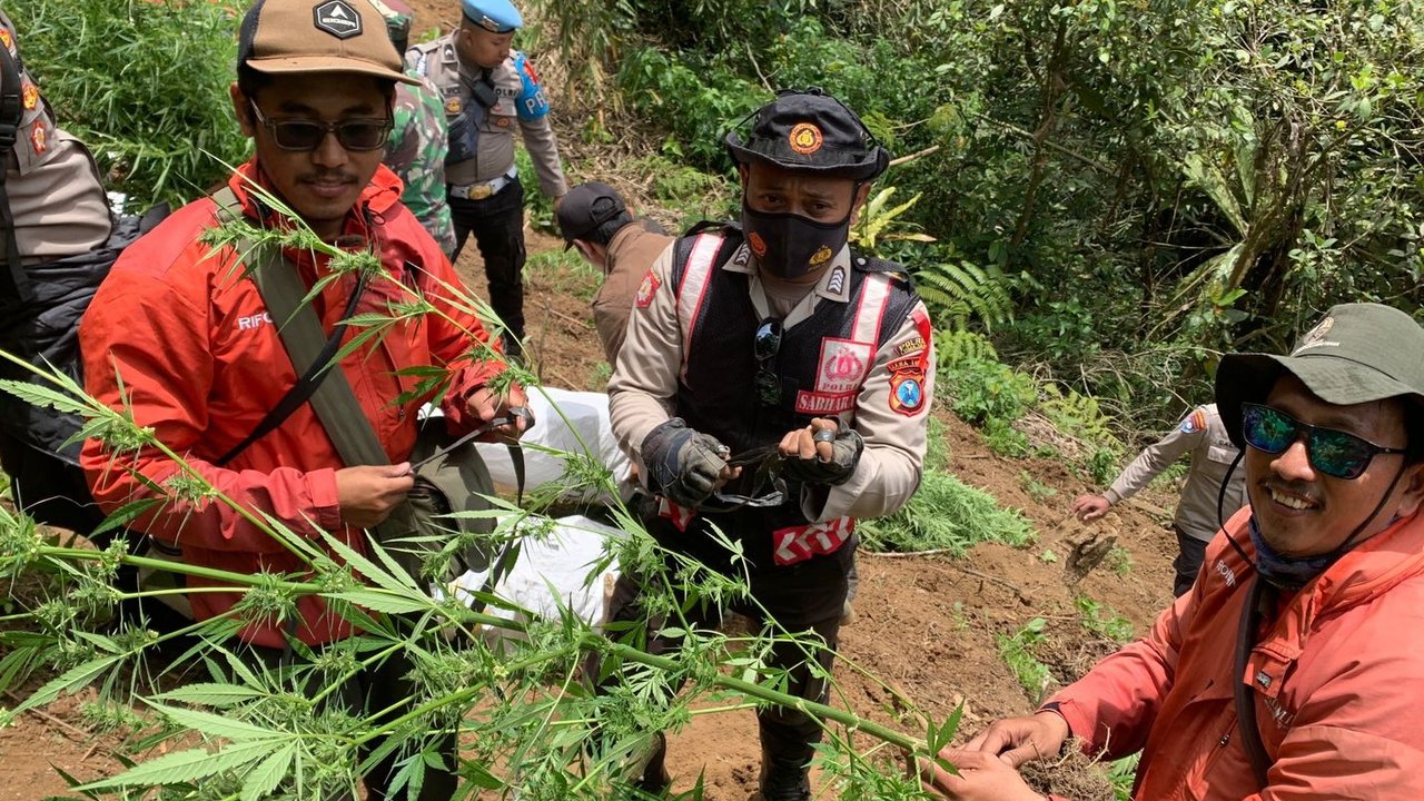 Ladang Ganja di Lereng Gunung Semeru