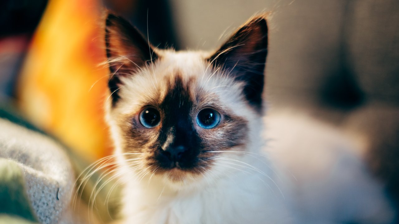 Fakta Ari-Ari Kucing yang Menarik Diketahui, Miliki Manfaat Penting