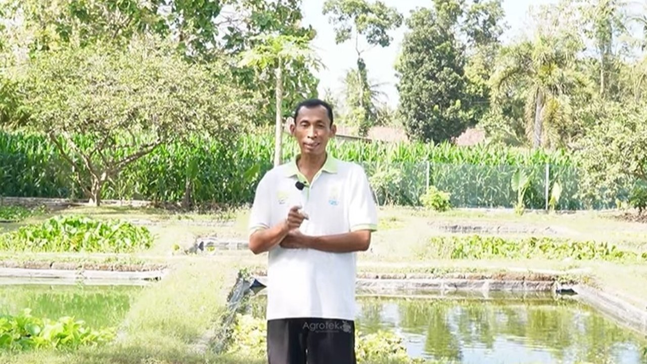 Pria Bantul ini sukses budidaya gurami di lahan sempit