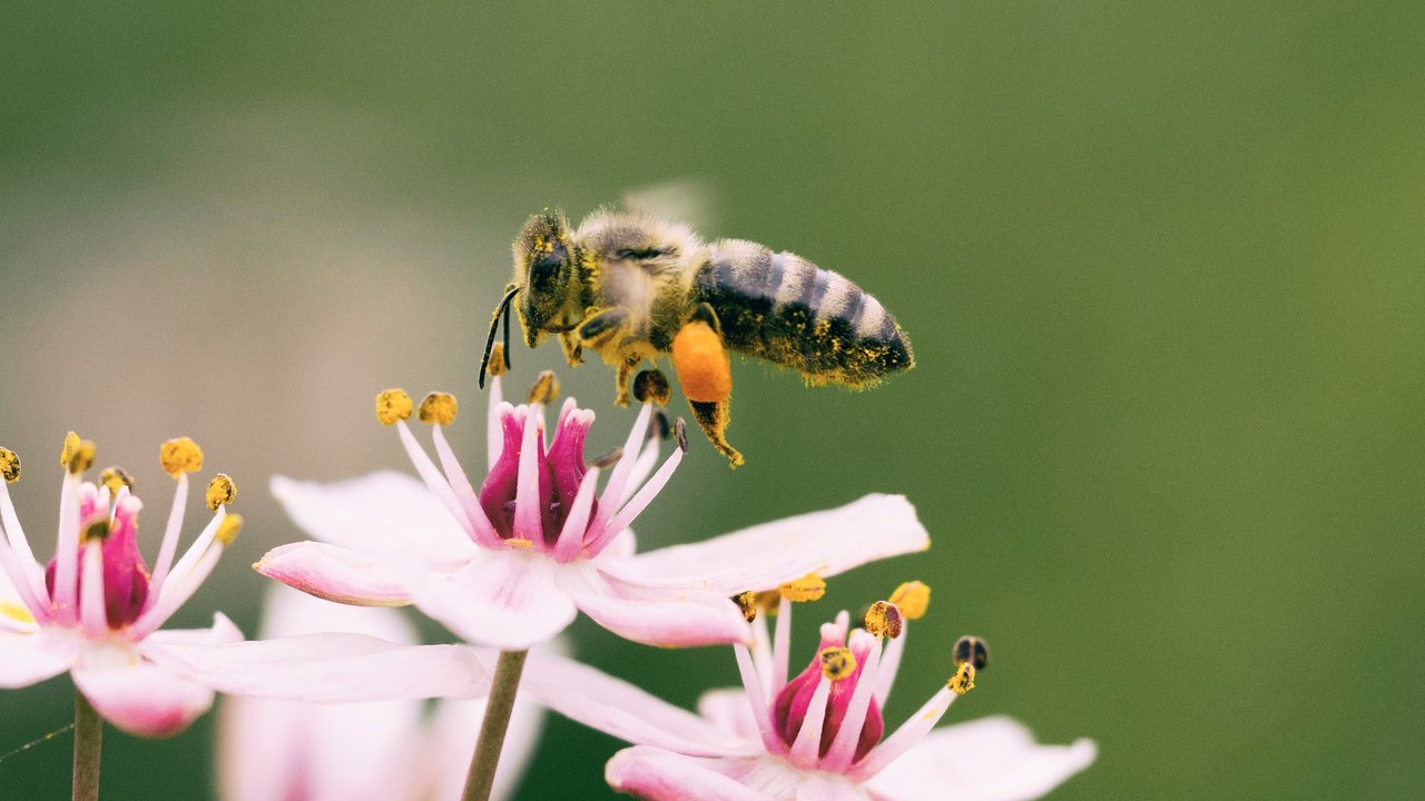 Pertolongan Pertama Disengat Tawon, Ikuti Langkah-Langkah Berikut