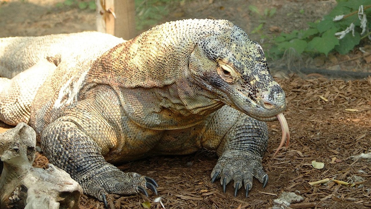 Ilustrasi komodo. (Image by photojim from Pixabay)