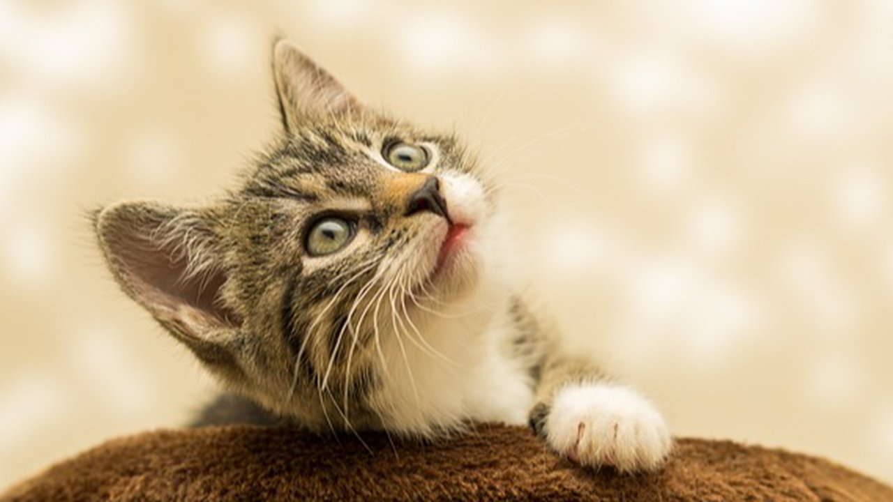 kucing