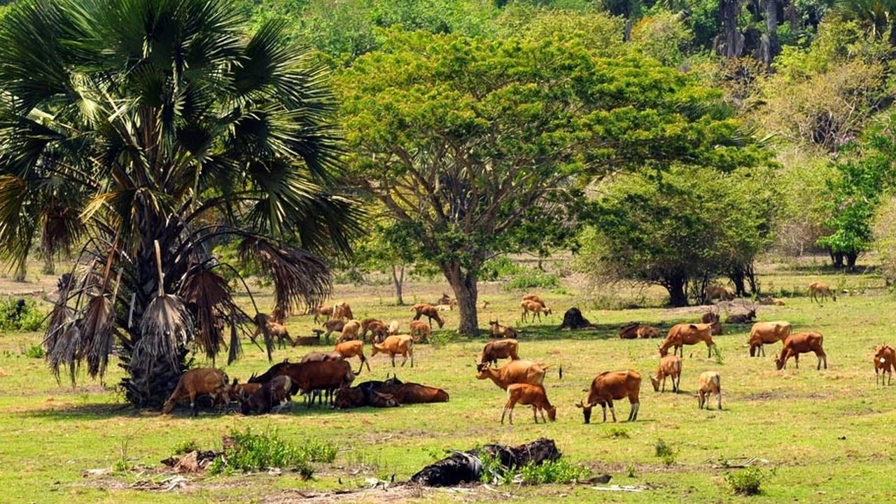 <p>Alas Purwo Berada di Daerah Paling Ujung Pulau Jawa, Banyuwangi Menjadi Salah Satu Hutan Tertua di Pulau Jawa (Dewi Divianta/Liputan6.coM)</p>