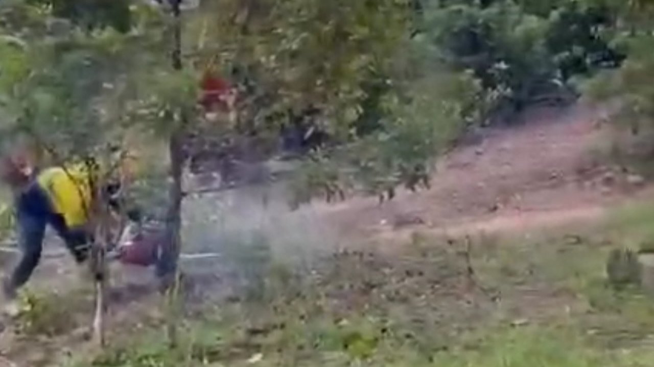 Pohon cengkeh warga ditebang