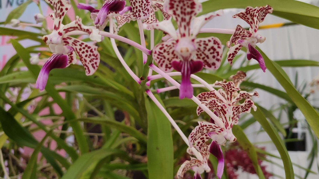 Anggrek Vanda Tricolor