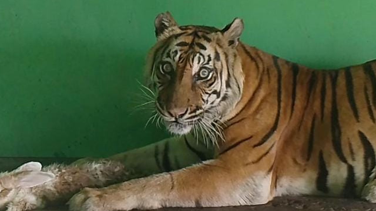 Harimau Sumatera Kembali Ditemukan Mati di Medan Zoo, Ada Benjolan Berisi Cairan di Hati