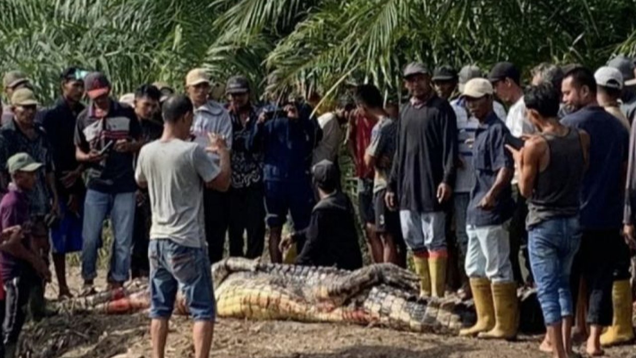 Buaya terkam pemancing