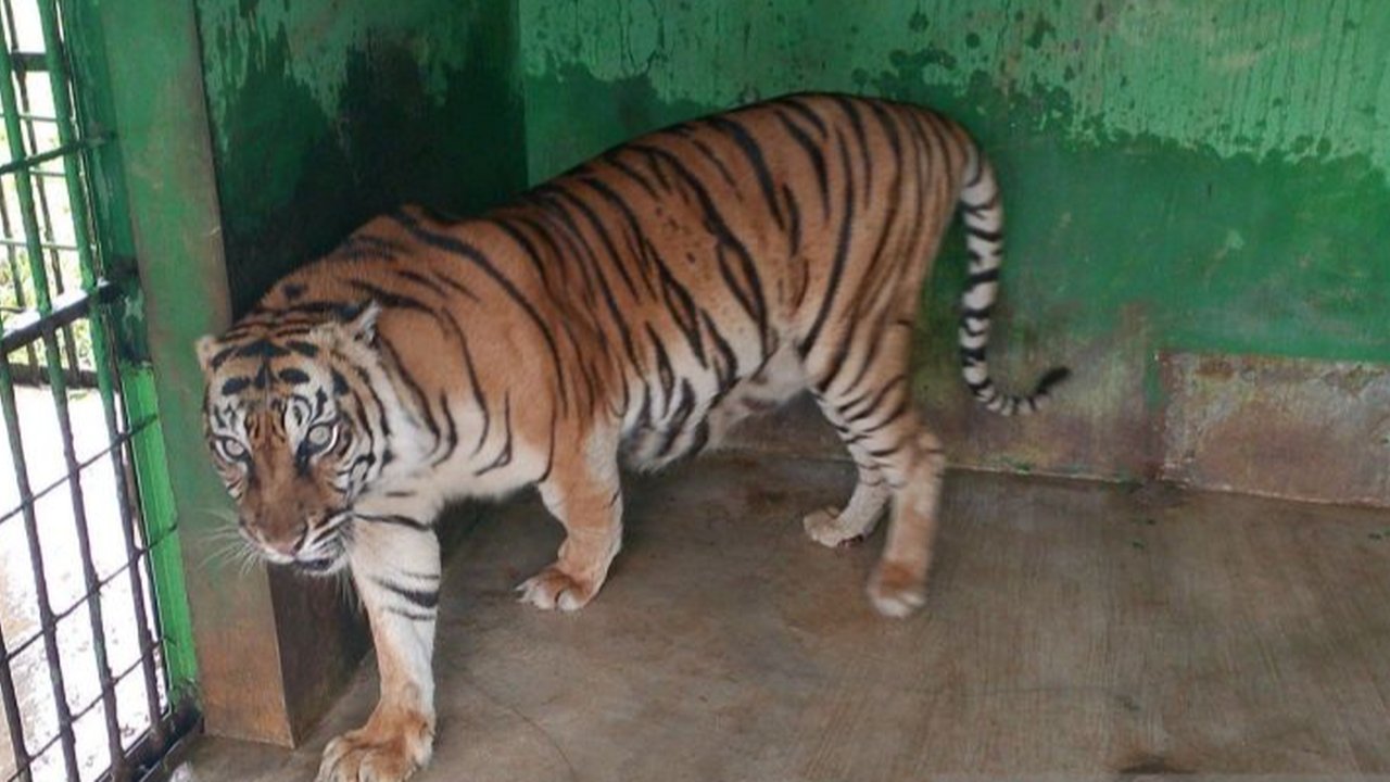 Harimau Sumatera