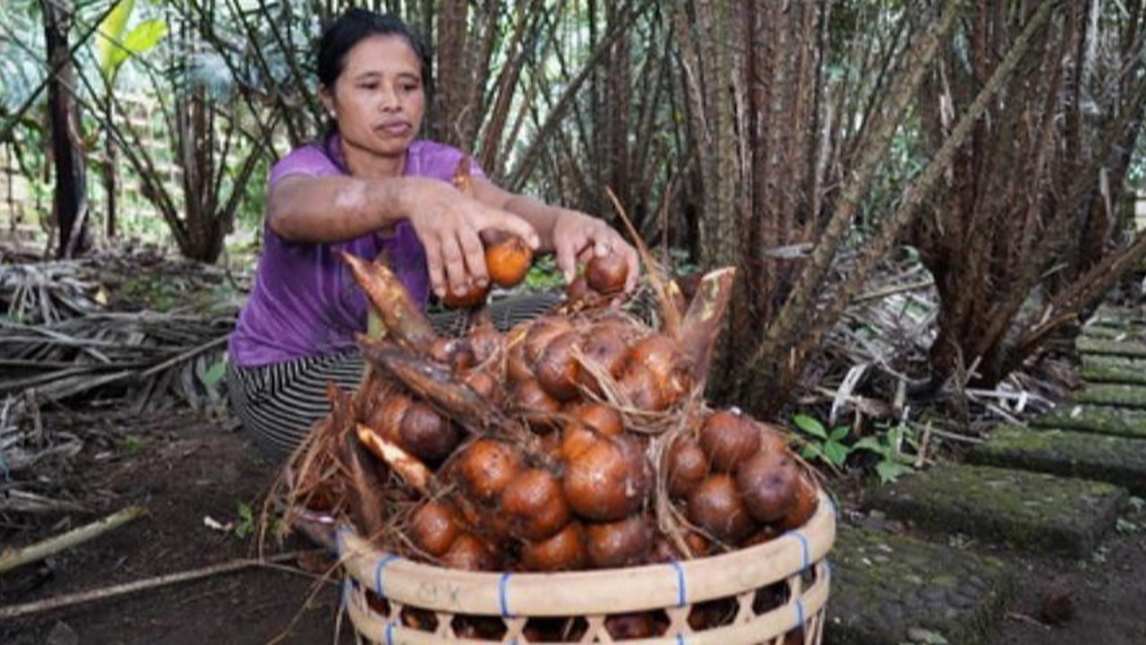 FAO Tetapkan Agroforestri Salak Indonesia Sebagai Warisan Pertanian Dunia