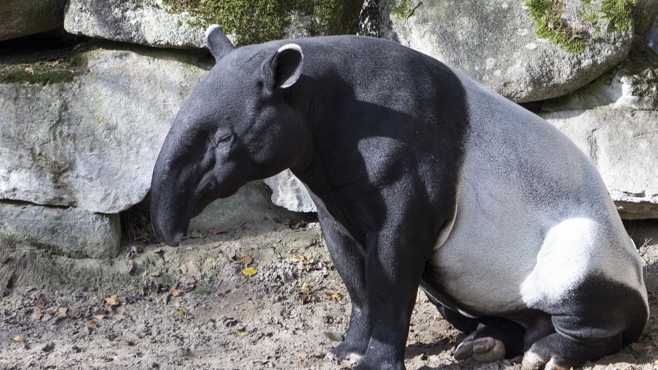 Tapir