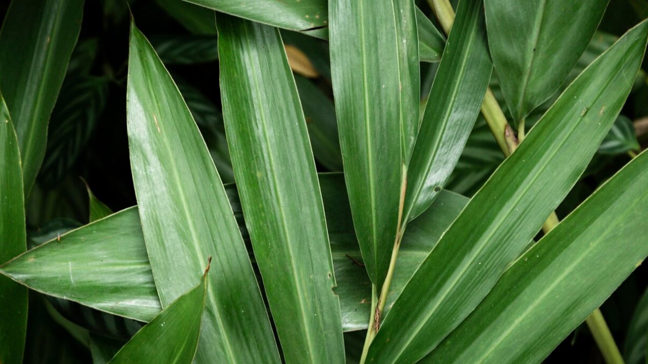 daun pandan