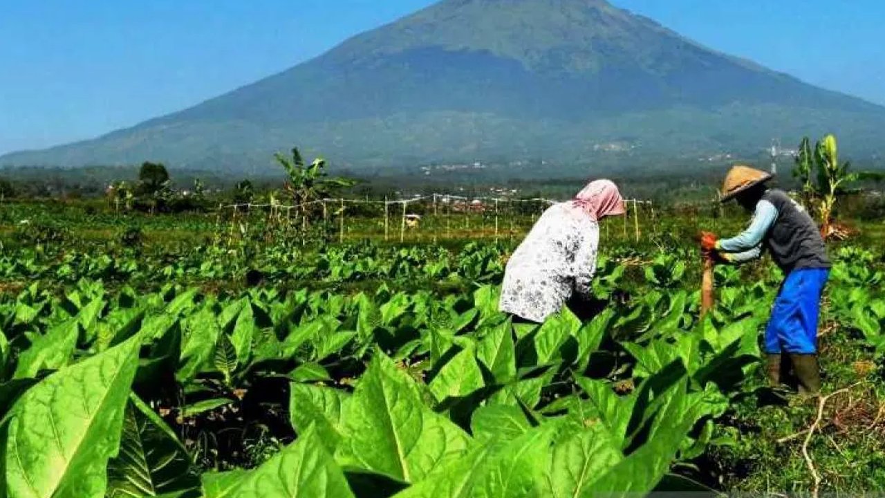 petani tembakau