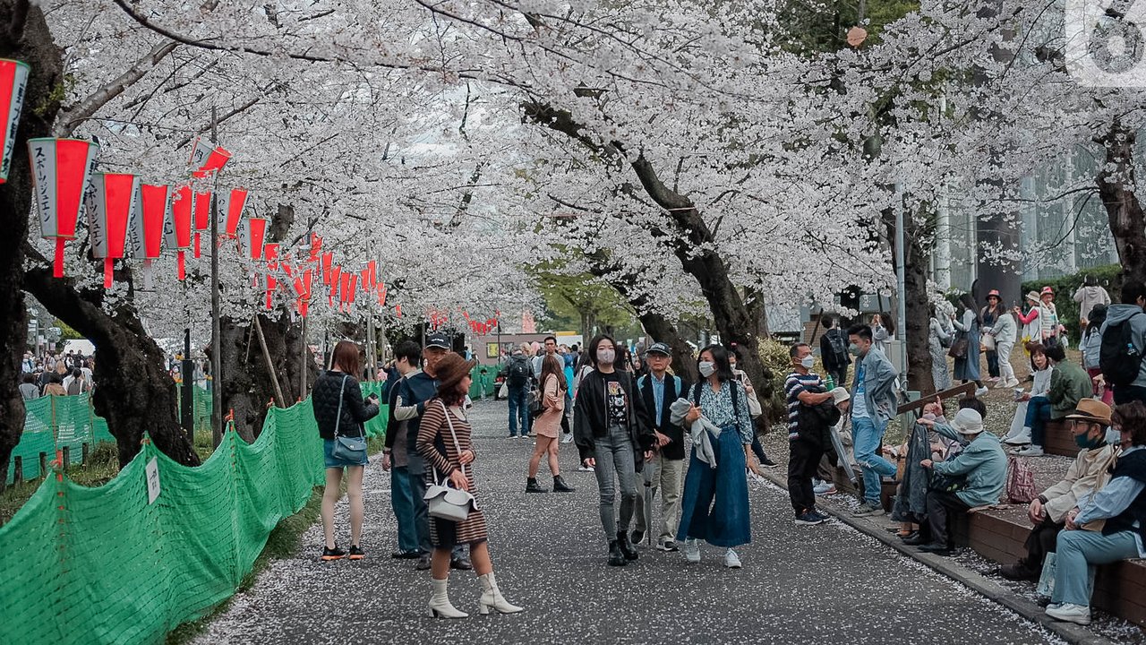Sejak awal April, bunga sakura sudah mulai bermekaran di Korea Selatan. (AP Photo/Lee Jin-man)