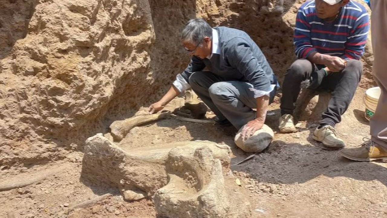 Peneliti dan ahli Mastodon, Oscar Diaz, membersihkan fosil Mastodon berusia 12.000 tahun di Chambara, Peru, 5 September 2024.
