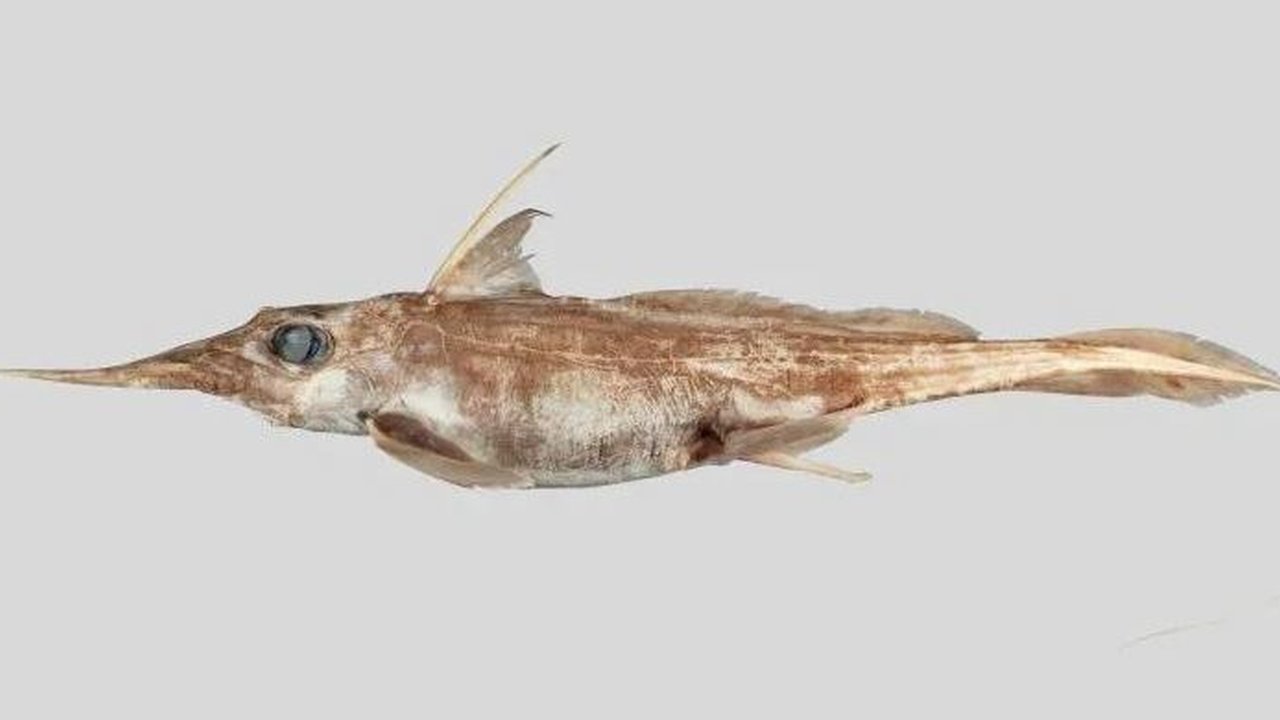 Hiu berhidung tajam (sharpnose) Brasil.