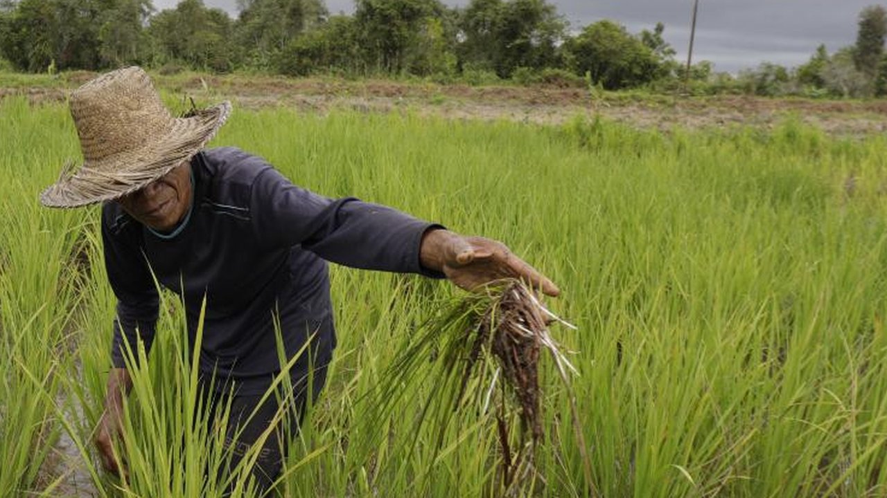 Ilustrasi petani sedang mengecek padi di sawah. (Foto: Istimewa)