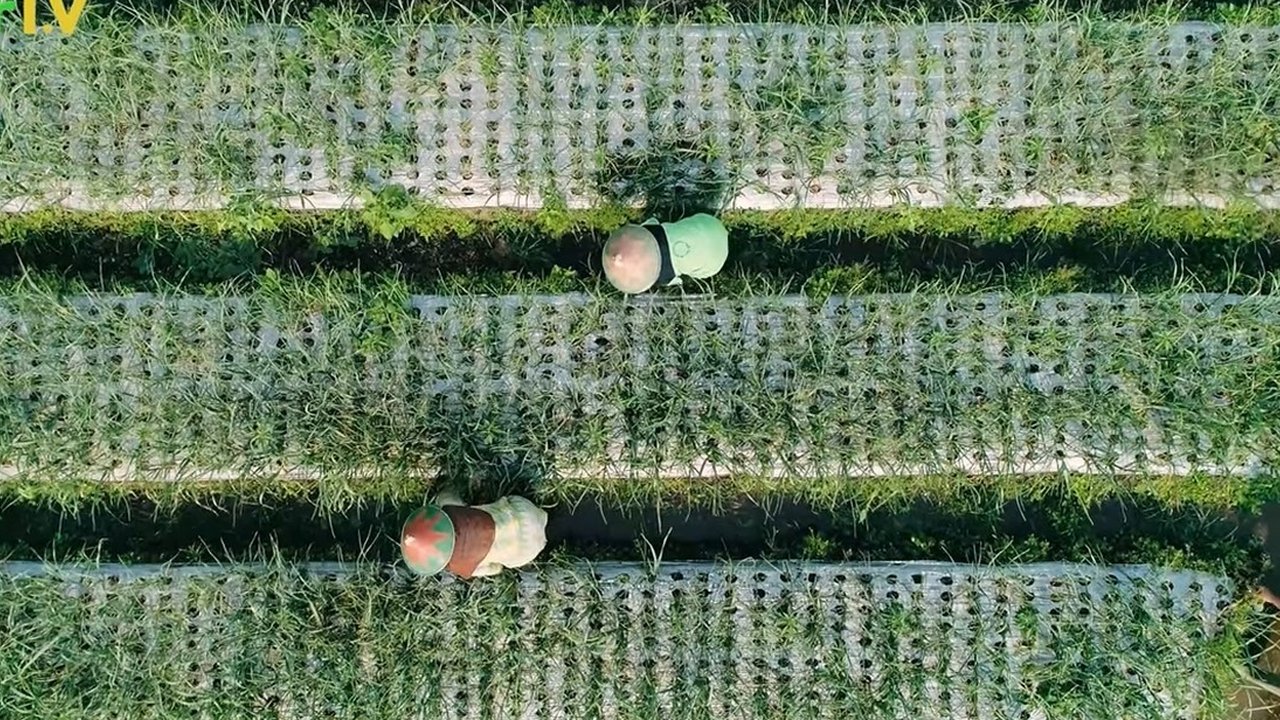 Petani bawang putih di Jateng