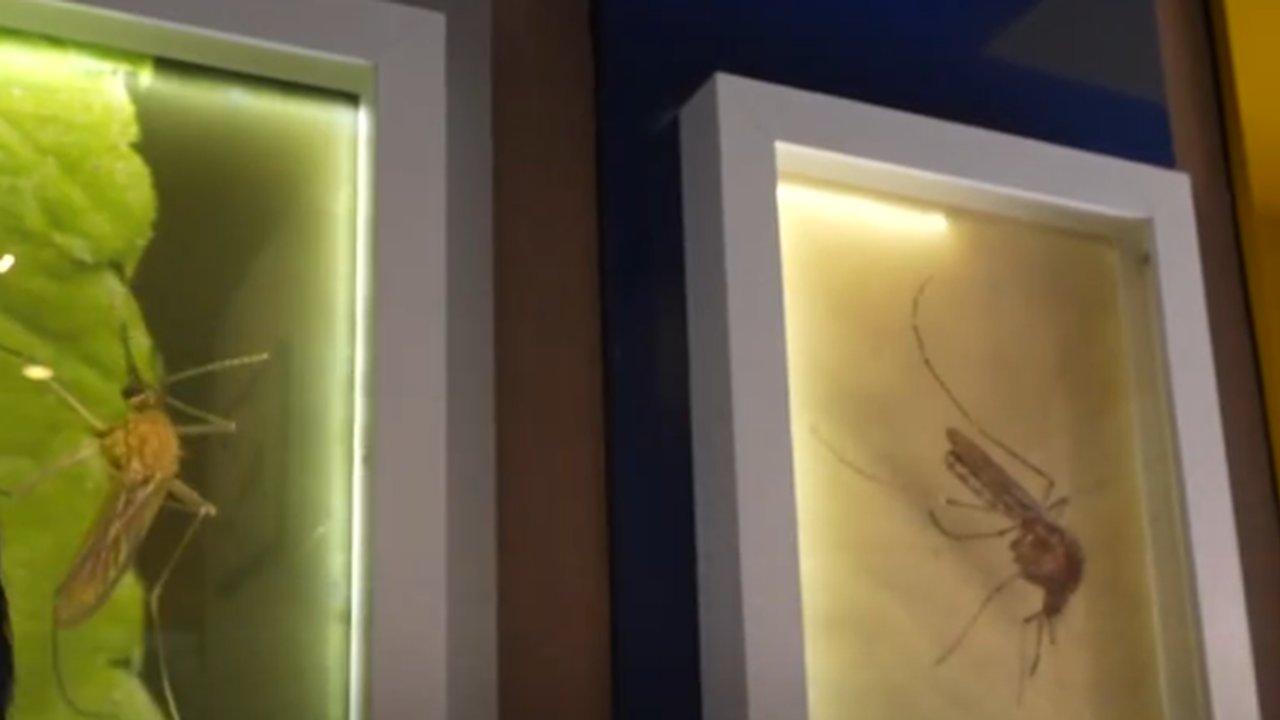 Museum Nyamuk