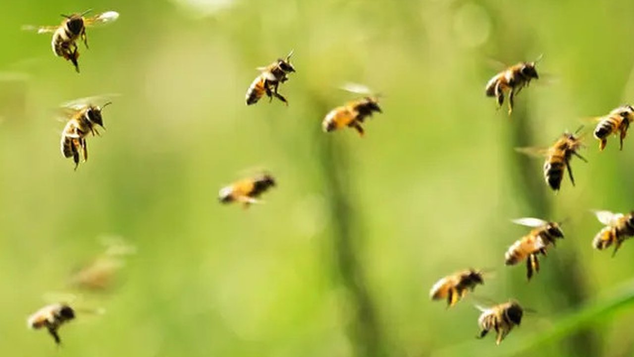 Ilustrasi tawon, lebah. (Photo Copyright by Freepik)