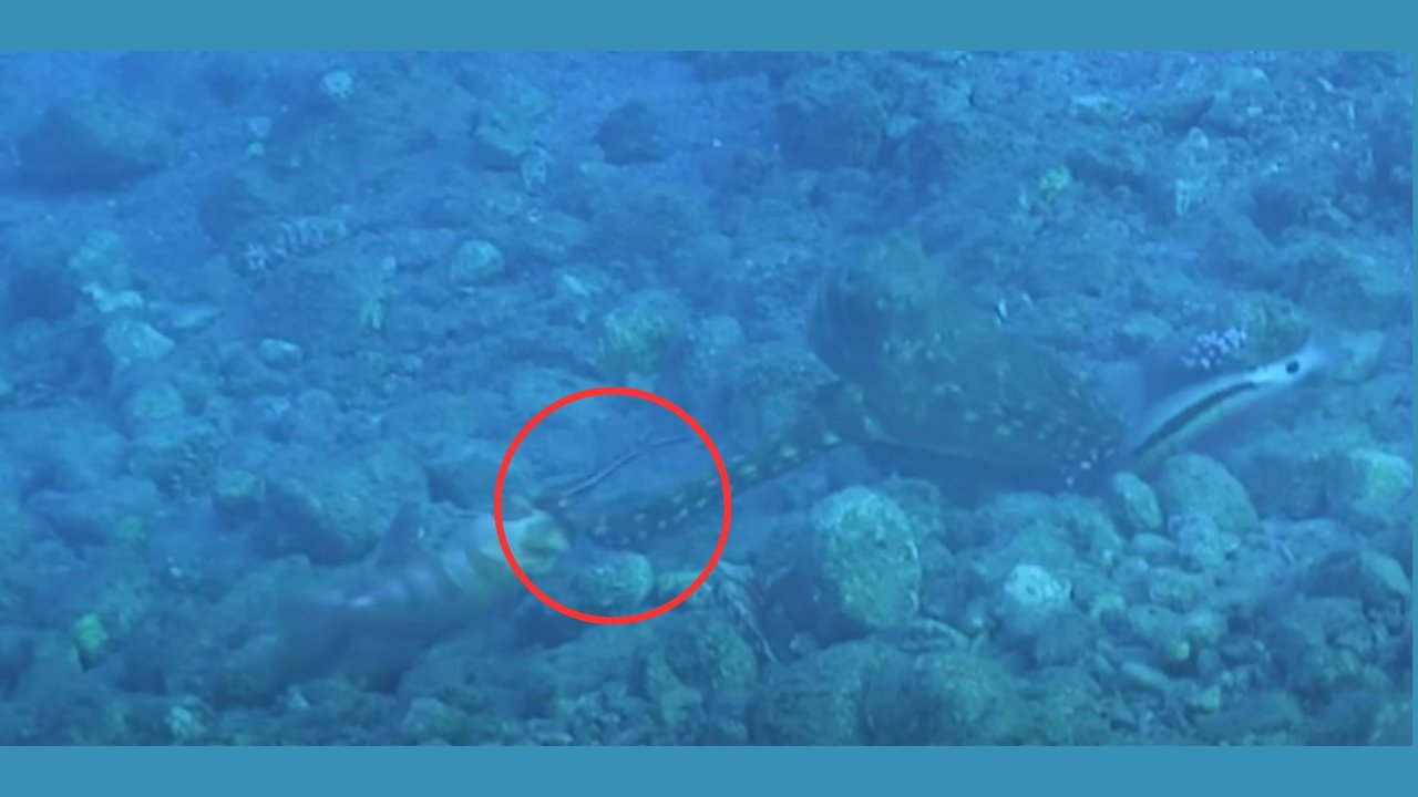 Tertangkap Kamera, Gurita Kesal dan Tinju Ikan yang Mau Ambil Mangsanya