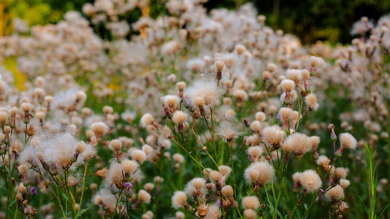 tanaman liar untuk manfaat kesehatan